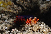 Homotrema rubrum Foraminifere rouge voisin de Miniacina miniacea-Safaga Middle reef-7m-20171124-Denis-ADER-DSC_3891_tn
